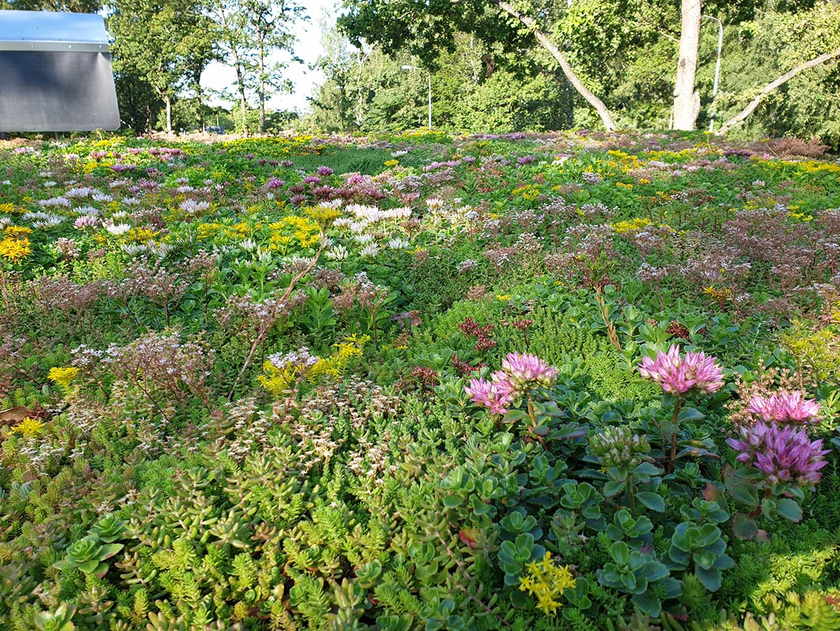 sedum på tak